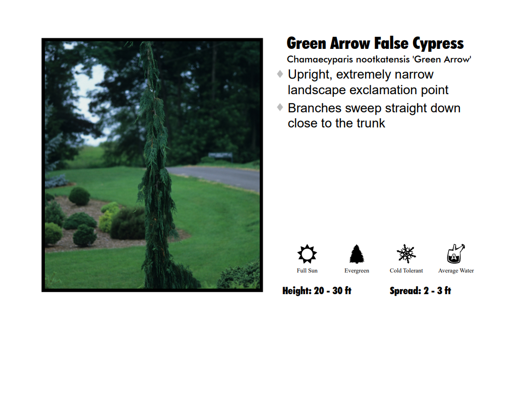 False Cypress - Green Arrow