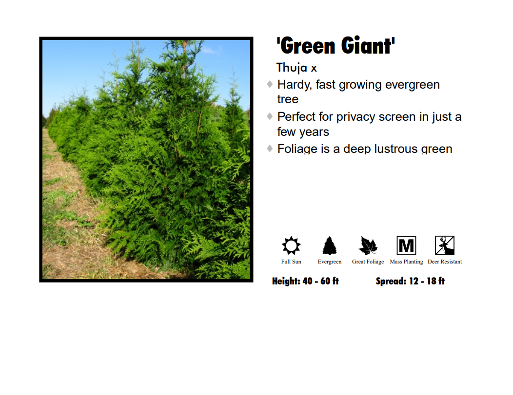 Arborvitae - Green Giant