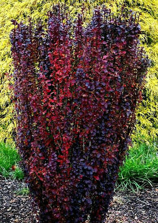 Barberry - Helmond Pillar