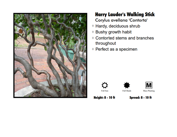 Harry Lauder's Walking Stick