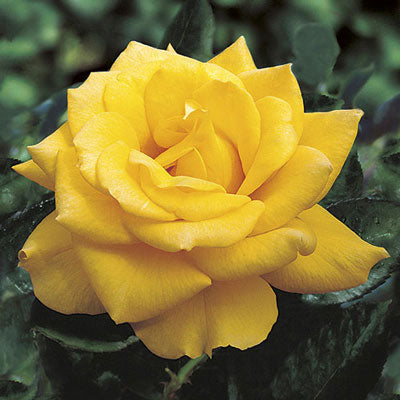 Rose - Henry Fonda Deep Yellow Hybrid Tea