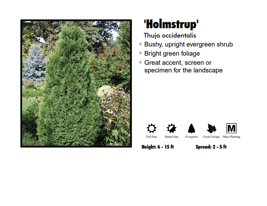 Arborvitae - Holmstrup