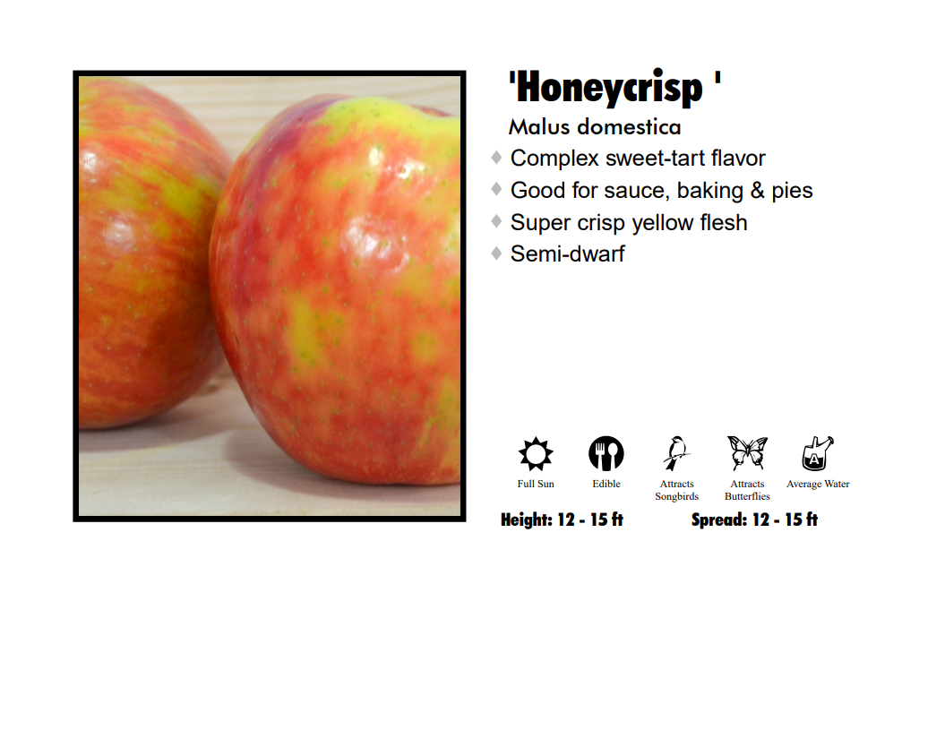 Apple - Honeycrisp Semi Dwarf
