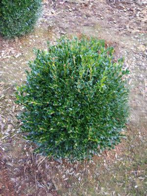 Boxwood - Green Gem