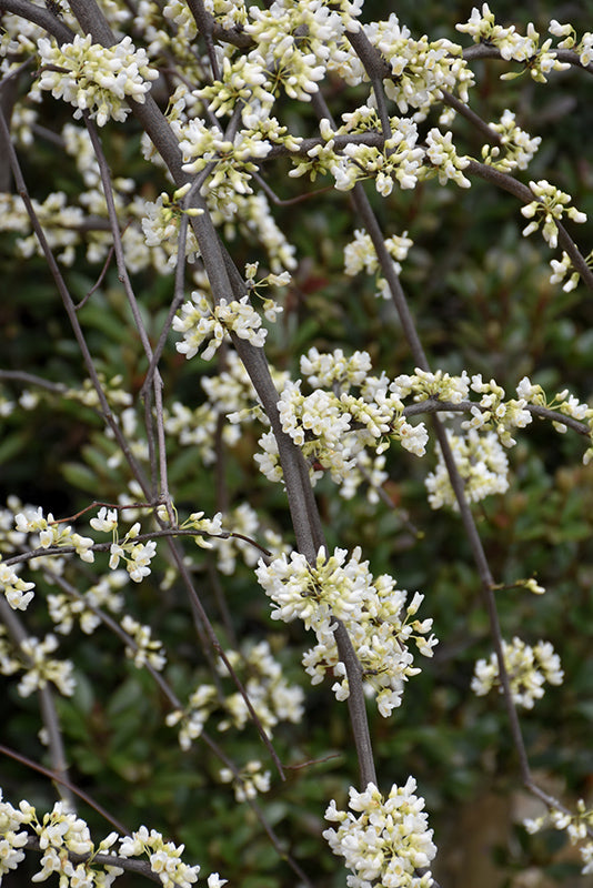 Redbud - Weeping Vanilla Twist