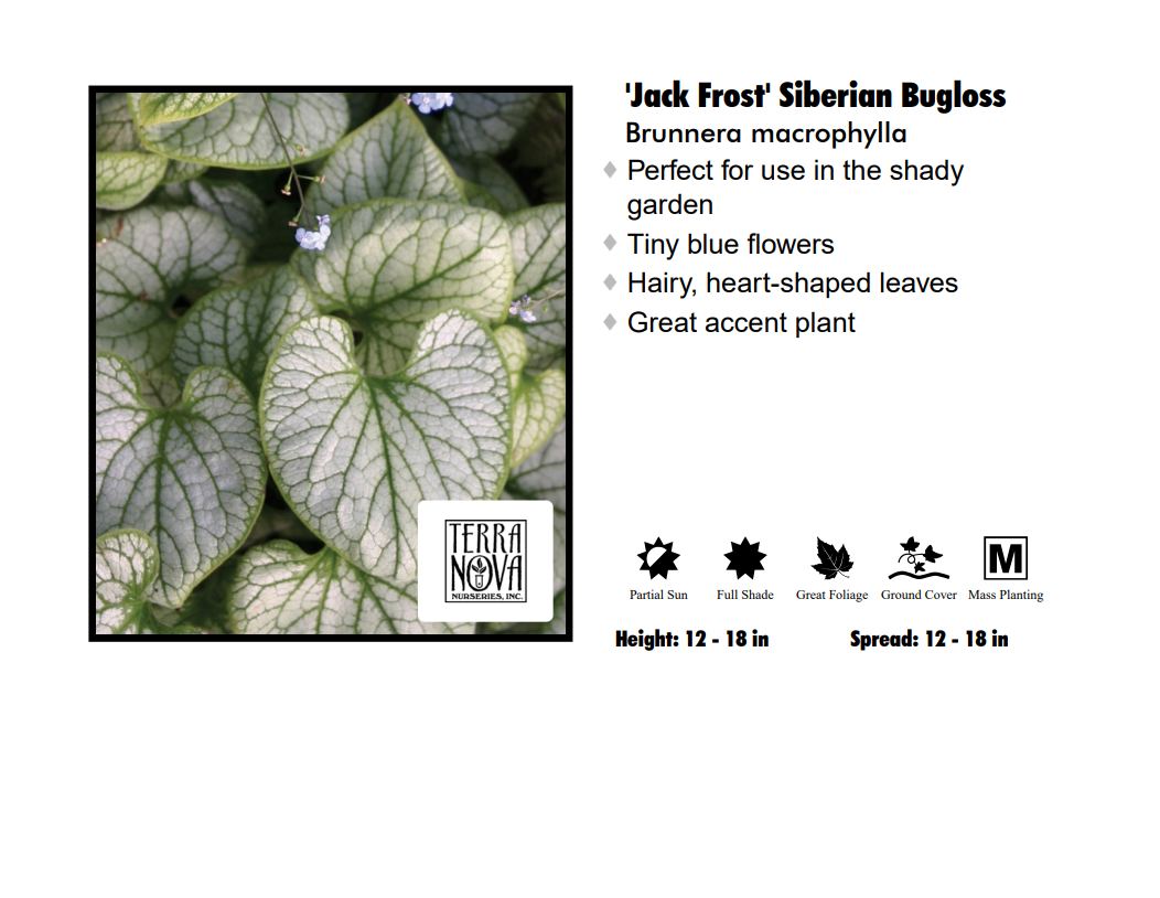 Brunnera Jack Frost - Thumbnail 2