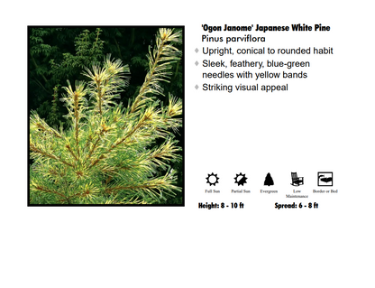 White Japanese Pine