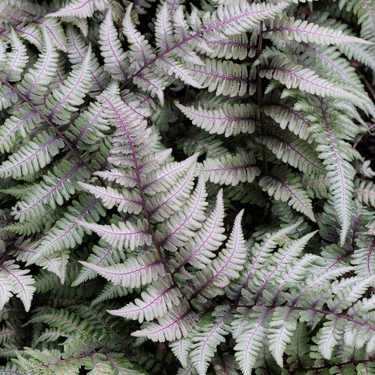 Athyrium niponicum - Japanese Painted Fern