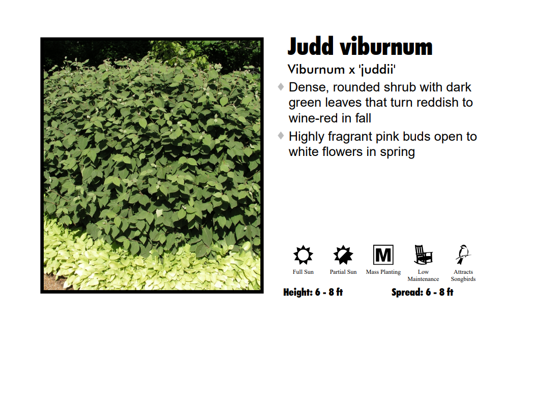 Viburnum - Juddii