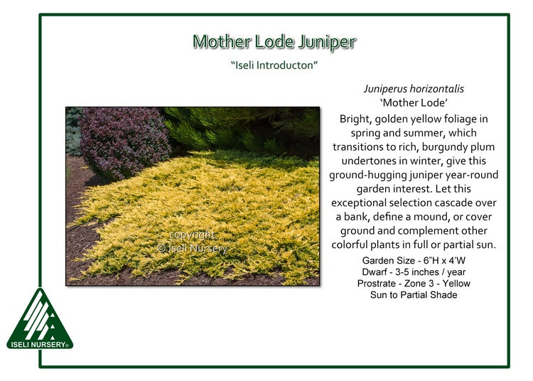 Juniper - Mother Lode Spreading
