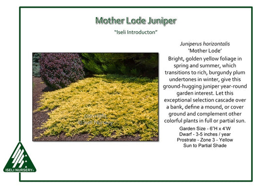 Juniper - Mother Lode Spreading