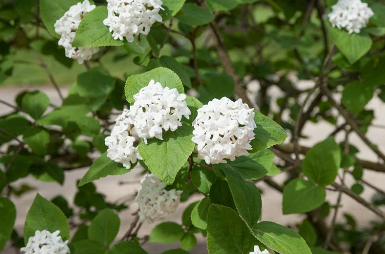 Viburnum - Korean Spice Compactum