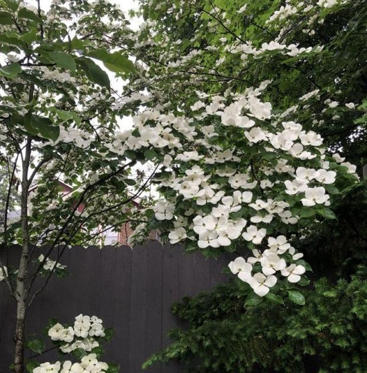 Dogwood - Venus Korean