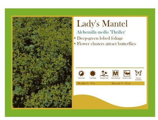 Alchemilla Mollis 'Thriller’  Lady's Mantel