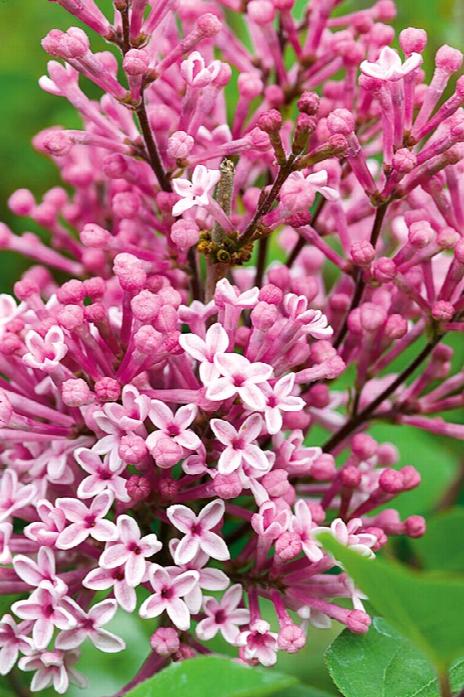 Lilac - Josee Dwarf Pink