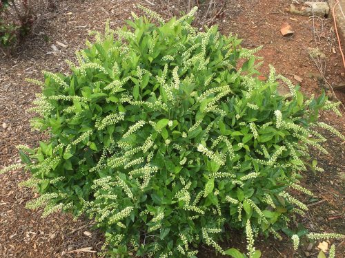 Sweetspire - Love Child