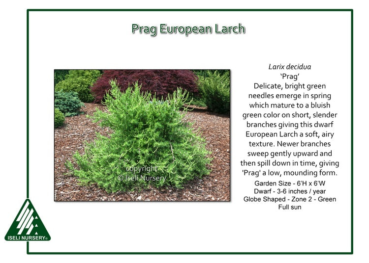 Prag European Larch