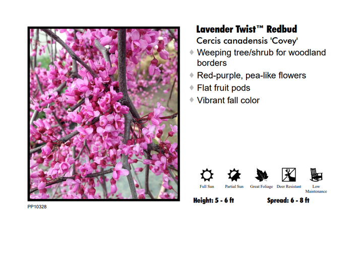 Redbud - Lavender Twist Weeping
