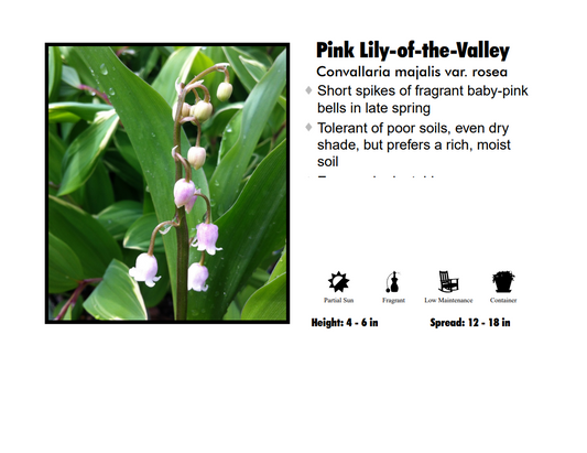 Convallaria - Rosea - Lily of The Valley