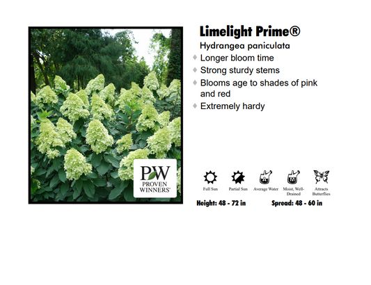 Hydrangea - Limelight Prime