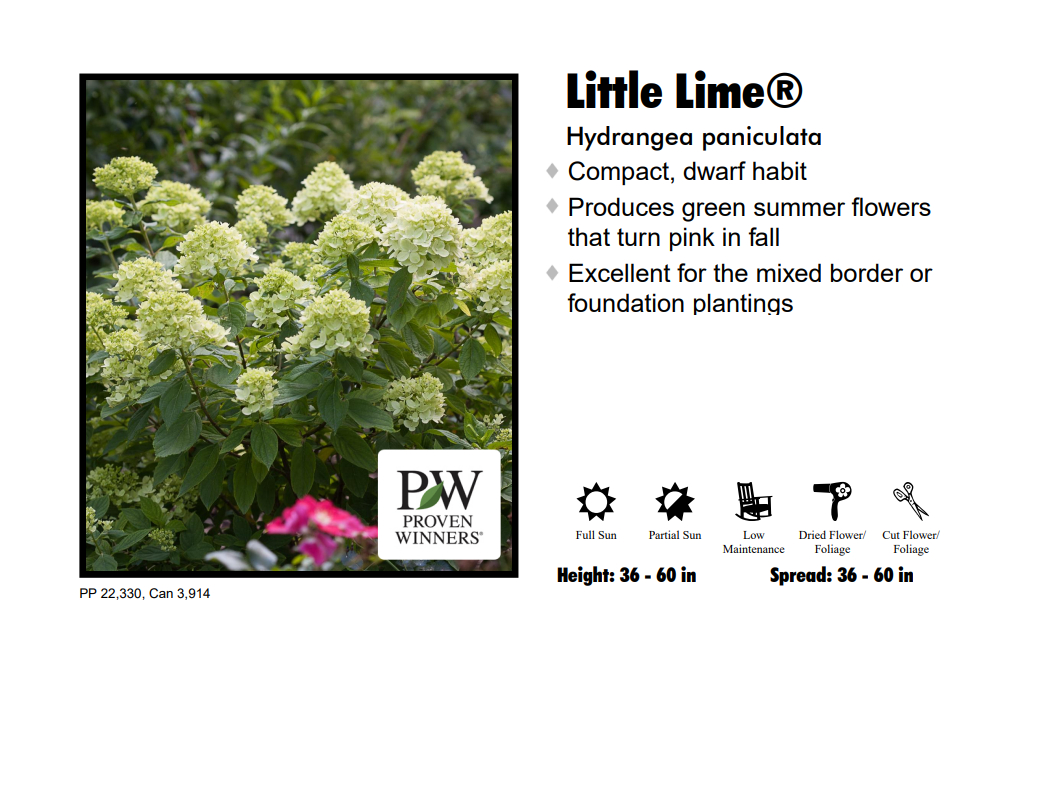 Hydrangea - Little Lime