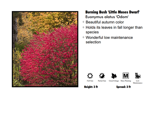 Burning Bush - Little Moses Dwarf