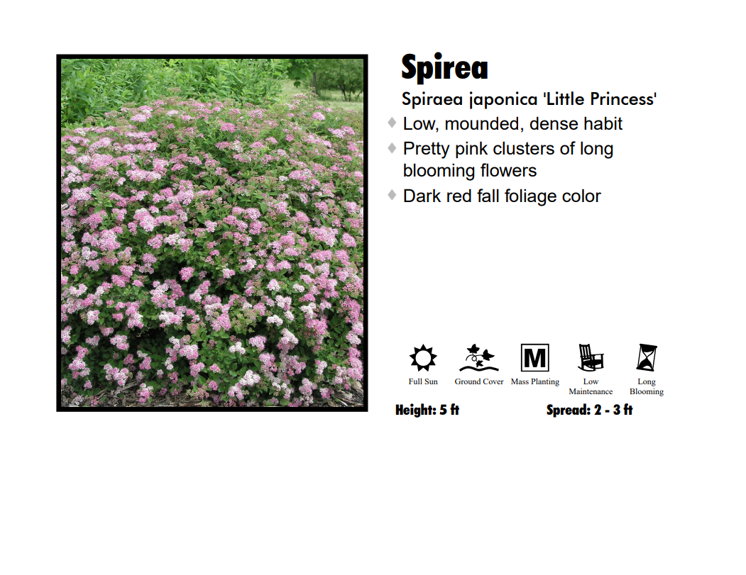 Spirea - Little Princess