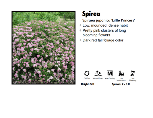 Spirea - Little Princess