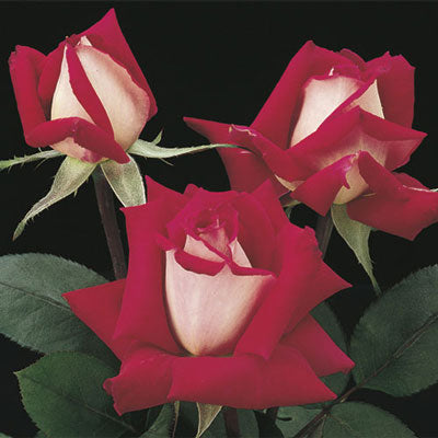 Rose - Love Grandiflora