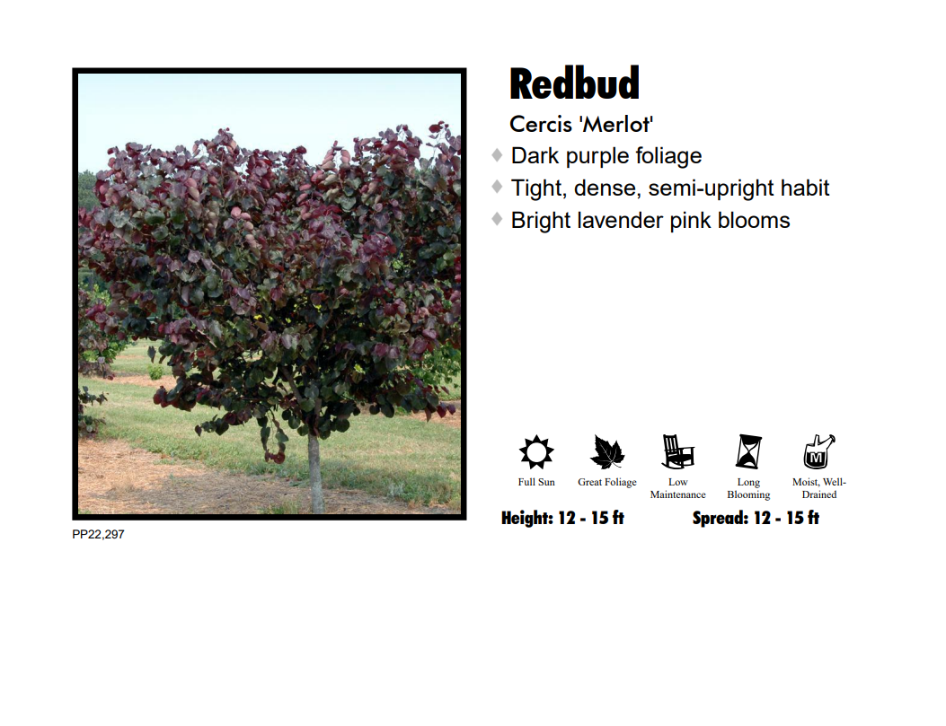 Redbud - Merlot – Pandy's Garden Center