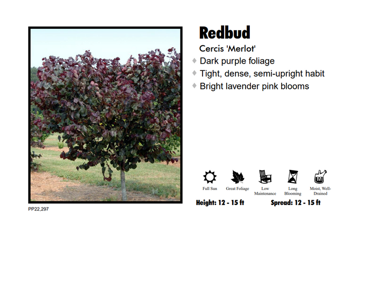 Redbud - Merlot