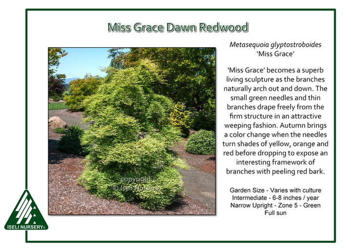 Redwood - Miss Grace Weeping