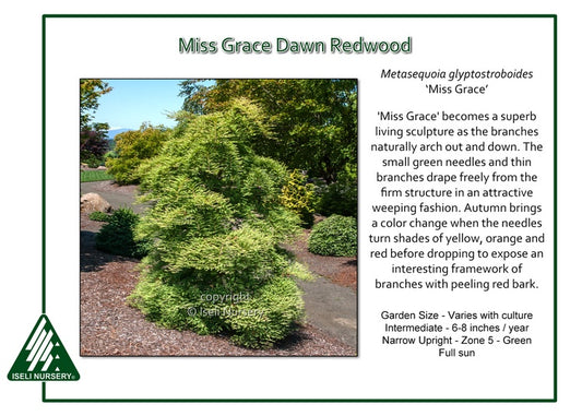 Dawn Redwood - Miss Grace Weeping