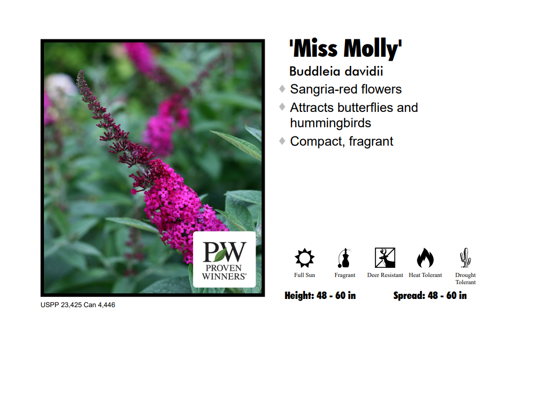 Miss Molly Butterfly Bush for Sale at The Grass Pad