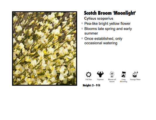 Scotchbroom - Moonlight