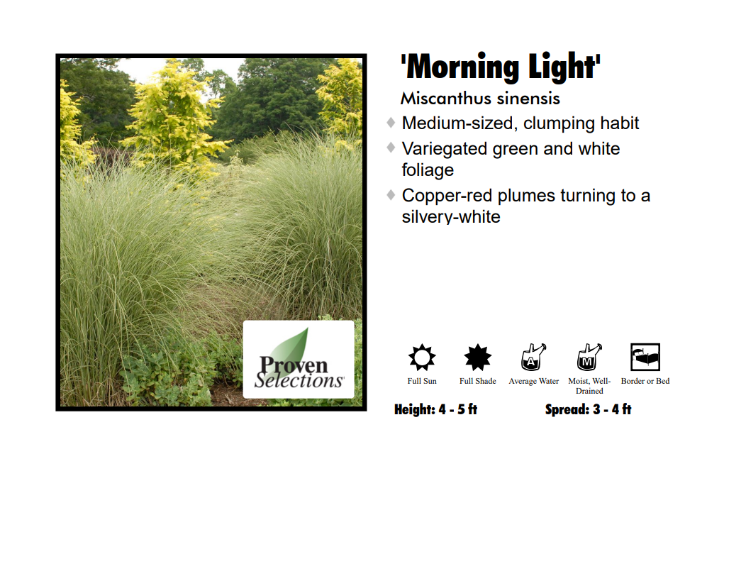 Maiden Grass - Morning Light