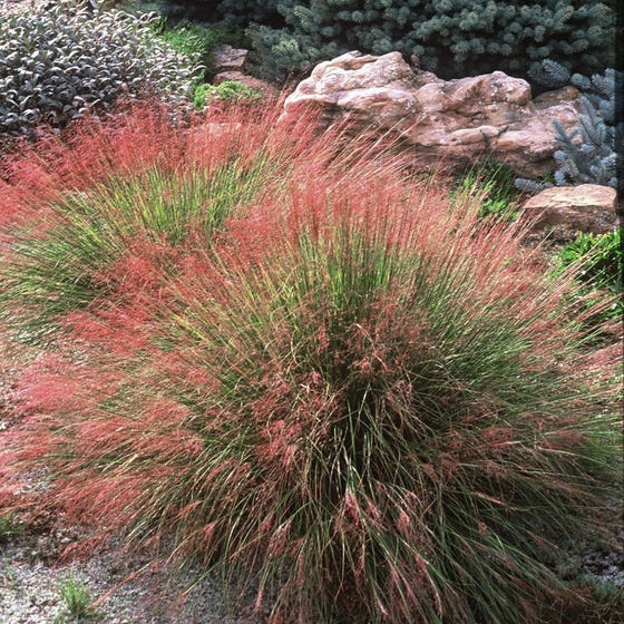 Muhly Grass - Undaunted Ruby