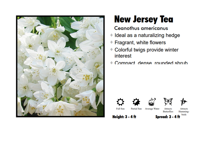 New Jersey Tea