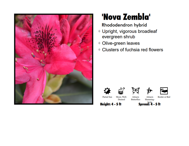 Rhododendron - Nova Zembla Red