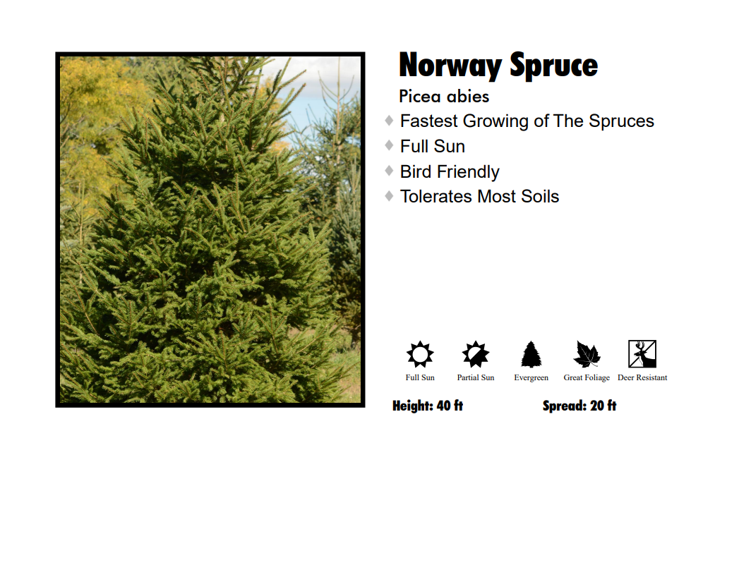 Spruce - Norway
