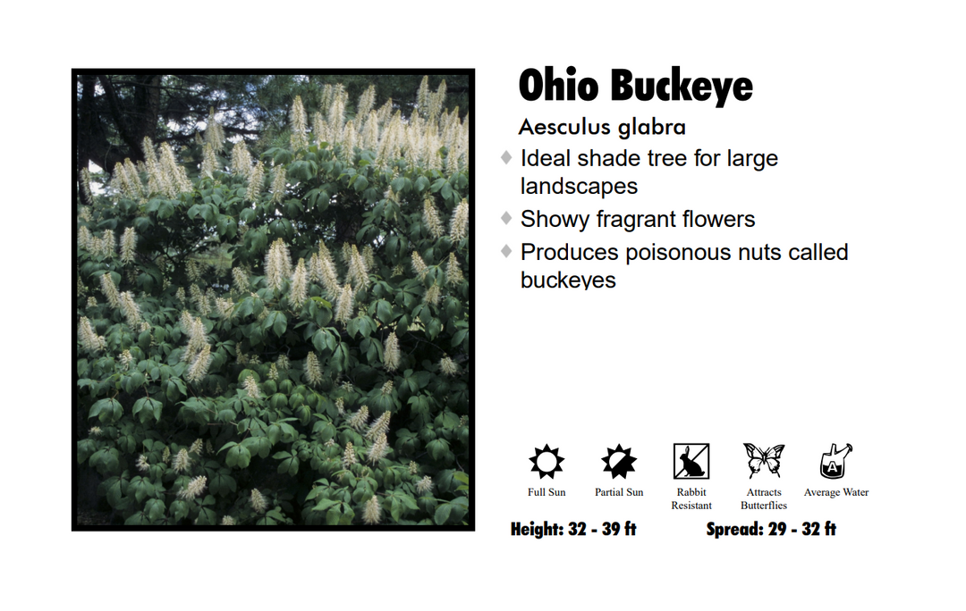 Ohio Buckeye Tree