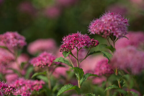 Spirea - Pink Superstar