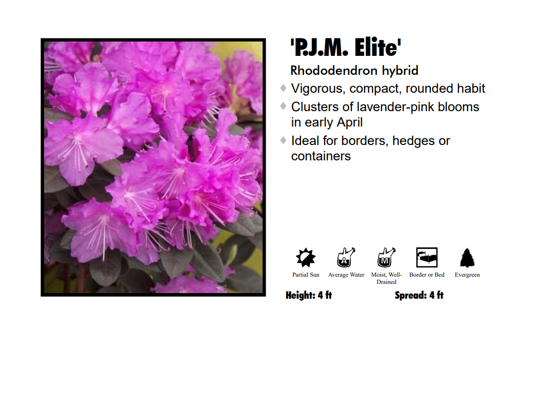 Rhododendron - PJM Elite