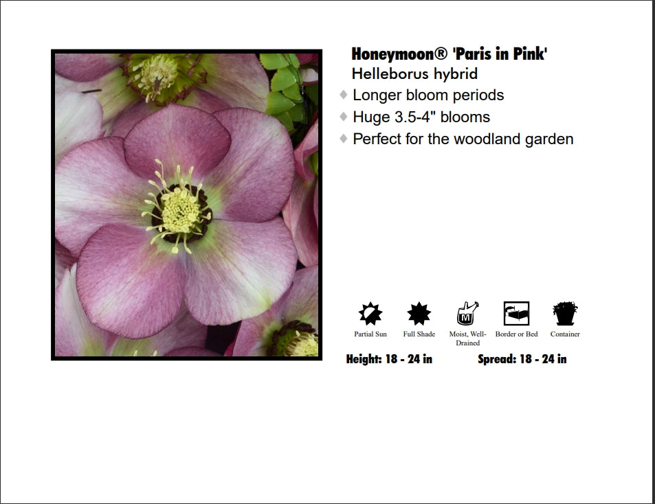 Helleborus 'Paris in Pink' Lentin Rose