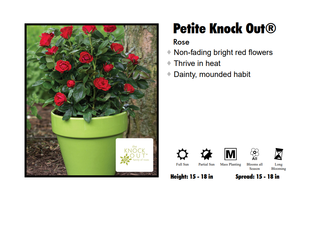 Rose - Petite Red Knockout
