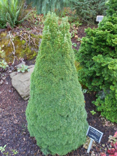 Alberta Spruce - Jean's Dilly