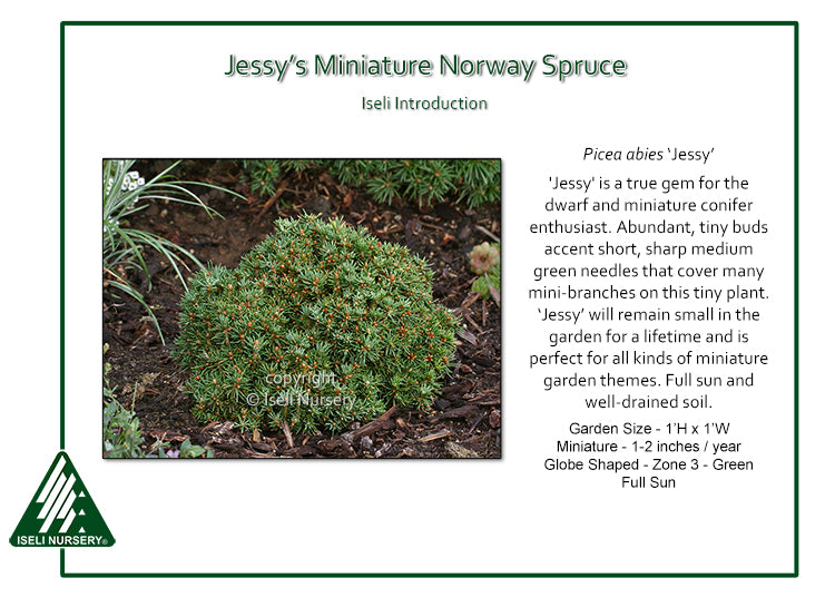 Spruce - Jessy's Miniature Norway
