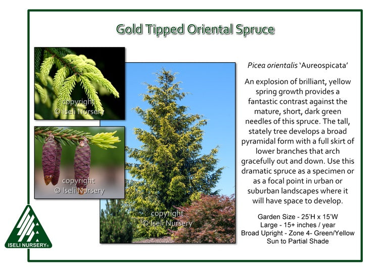 Spruce - Gold Tipped Oriental