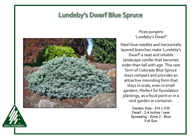 Spruce - Lundeby’s Dwarf Blue