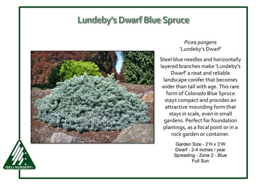 Spruce - Lundeby’s Dwarf Blue